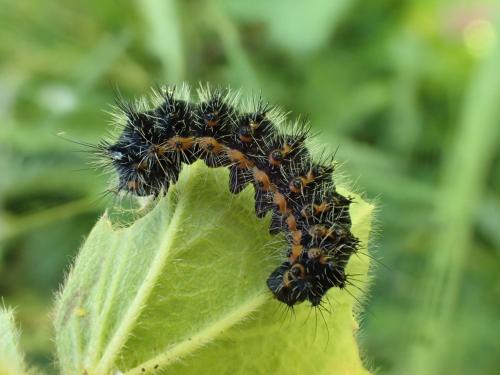 Saturnia pavonia